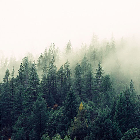 Pine trees in dense forest covered with fog