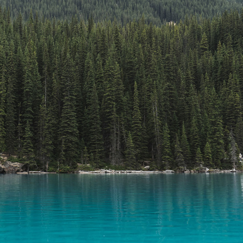 Blue body of water near dense green forest during the day